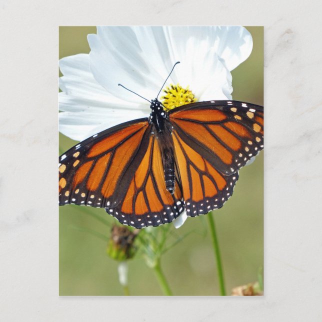 Monarch über den Kosmos Postkarte (Vorderseite)