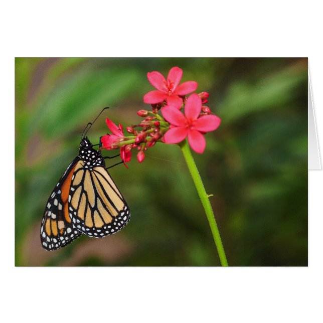 Monarch über Penta-Blume (Vorderseite (Horizontal))