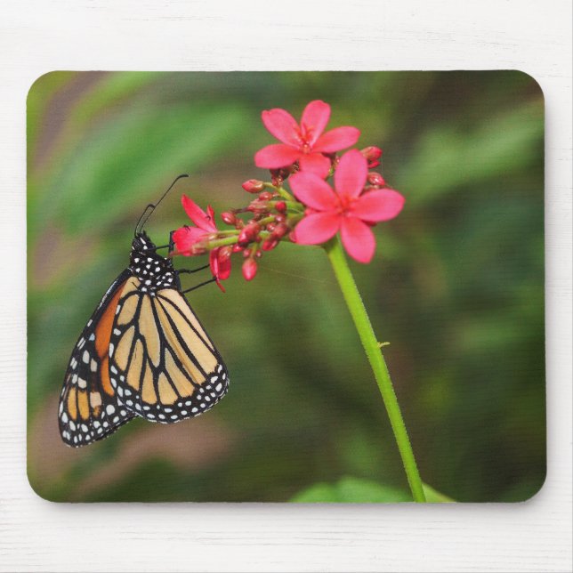 Monarch über Penta-Blume Mousepad (Vorne)