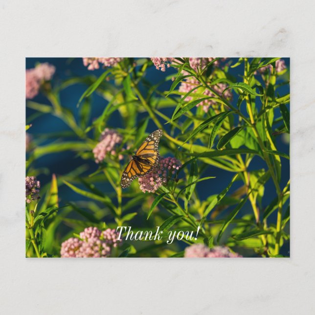 Monarch und Milkweed Danke, Postcard Postkarte (Vorderseite)