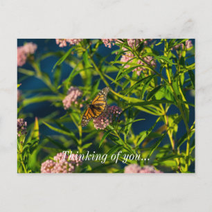 Monarch und Milkweed denken Sie an Ihre Postkarte