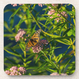 Monarch und Milkweed Getränkeuntersetzer