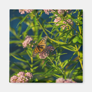 Monarch und Milkweed Magnet
