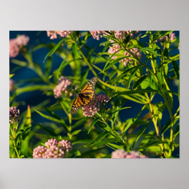 Monarch und Milkweed Poster (Vorne)