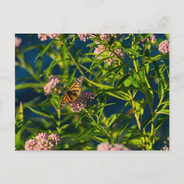 Monarch und Milkweed Postkarte (Vorderseite)