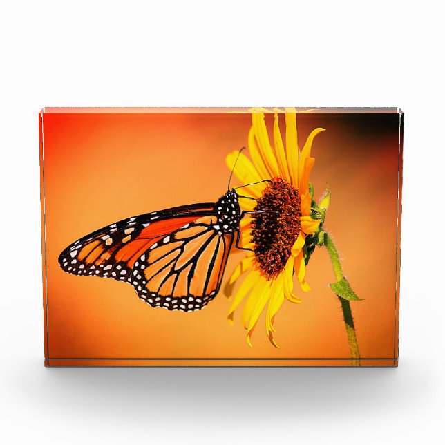 Monarch und Sonnenblume Fotoblock (Vorderseite)