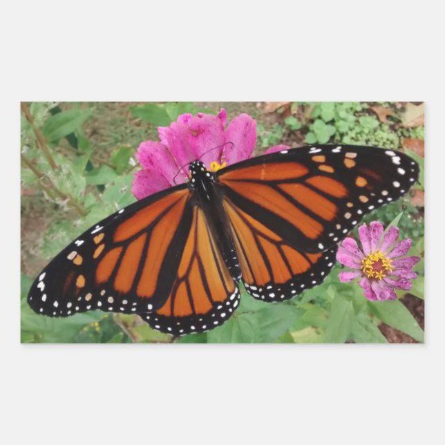 Monarch with Wings Outback on Pink Zinnia Rechteckiger Aufkleber (Vorderseite)