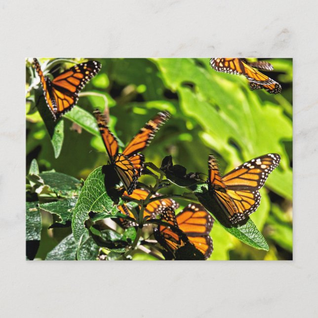 Monarchen Postkarte (Vorderseite)