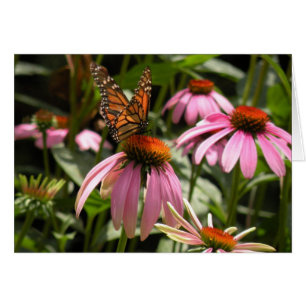 Monarchfalter auf Coneflower