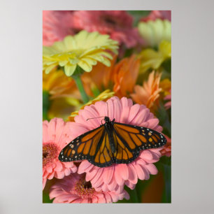 Monarchfalter auf einer Gerbera Danaus Plexippus Poster
