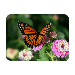 Monarchfalter auf Lantana Flowers.Magnet Magnet