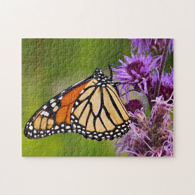 Monarchfalter auf Liatris Puzzle (Horizontal)