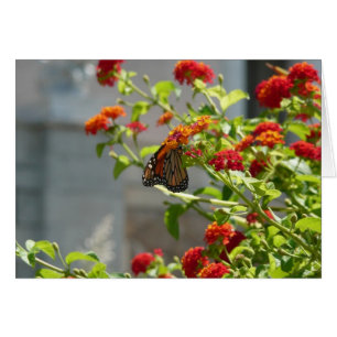 Monarchfalter auf rotem Schmetterlingsflieder