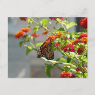 Monarchfalter auf rotem Schmetterlingsflieder Postkarte