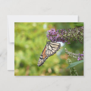 Monarchfalter auf violettem Schmetterlingsflieder