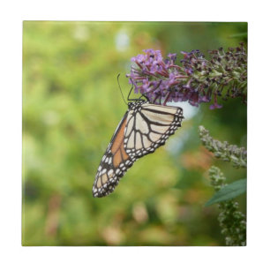 Monarchfalter auf violettem Schmetterlingsflieder Fliese