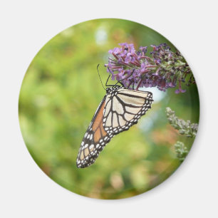 Monarchfalter auf violettem Schmetterlingsflieder Magnet