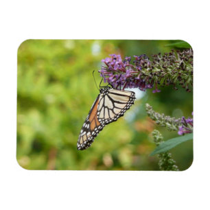 Monarchfalter auf violettem Schmetterlingsflieder Magnet