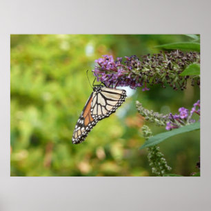 Monarchfalter auf violettem Schmetterlingsflieder Poster