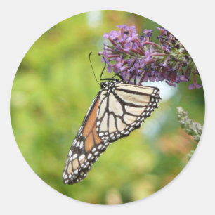 Monarchfalter auf violettem Schmetterlingsflieder Runder Aufkleber