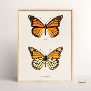 Monarchfalter Danais Archippus Sherman Denton Poster