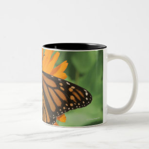 Monarchfalter (Danaus plexippus) auf Topf Zweifarbige Tasse