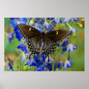 Monarchfalter   Danaus Plexippus Poster