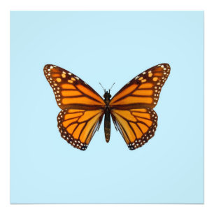 Monarchfalter Fotodruck