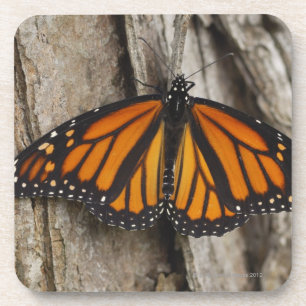Monarchfalter Getränkeuntersetzer