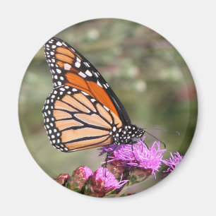 Monarchfalter Magnet