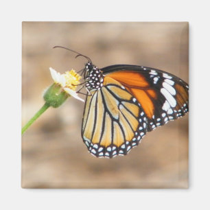 Monarchfalter Magnet