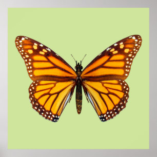 Monarchfalter Natur-Wandkunst Poster