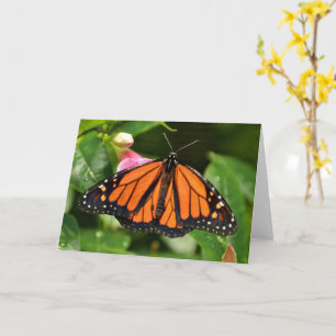 Monarchfalter Naturfotografie Blanko Karte
