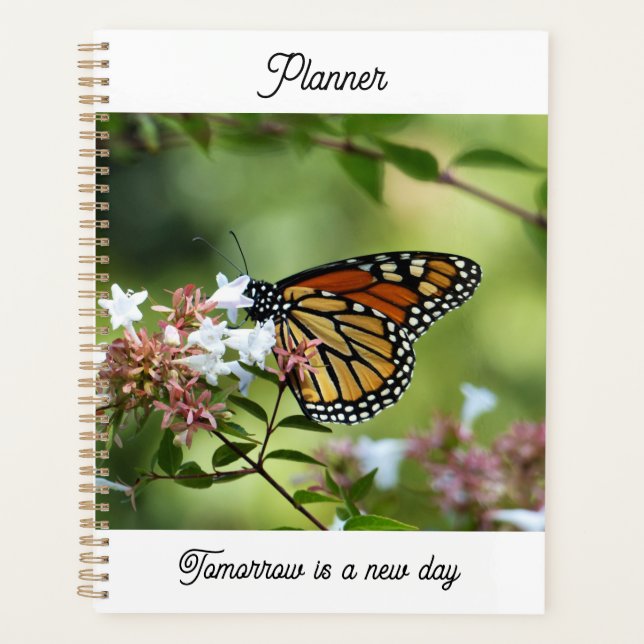 Monarchfalter Planer (Vorderseite)