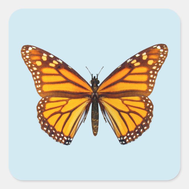 Monarchfalter Quadratischer Aufkleber (Vorderseite)