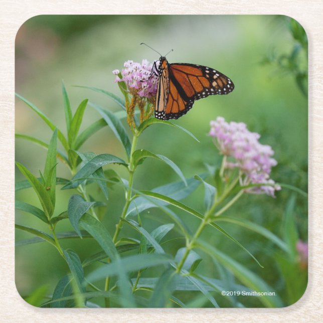 Monarchfalter Rechteckiger Pappuntersetzer (Vorderseite)