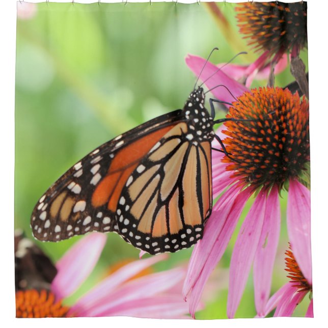 Monarchie-Duschvorhang Duschvorhang (Vorderseite)