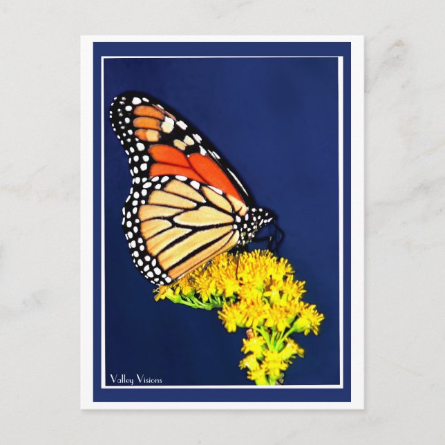 Monarchie und Gelbstreit Postkarte (Vorderseite)