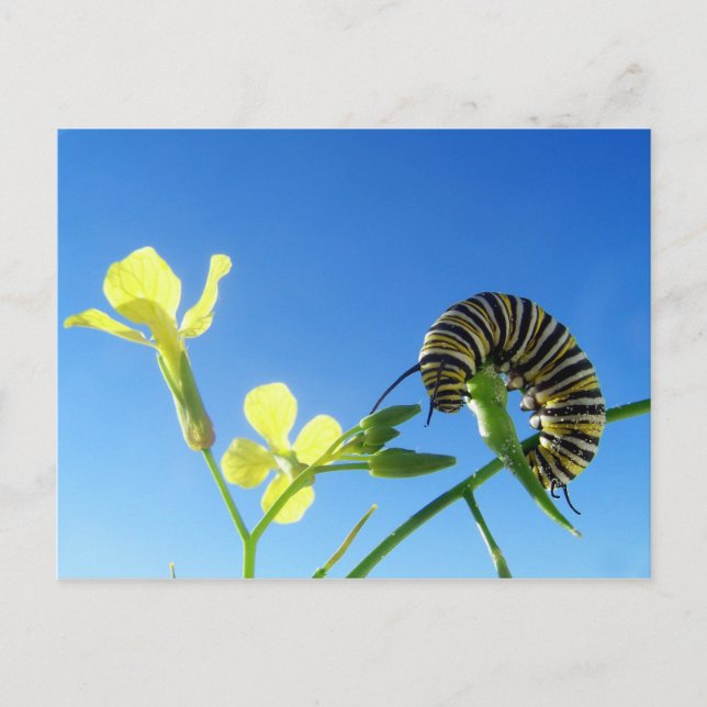 Monarchische Raupe Postkarte (Vorderseite)