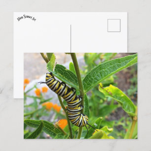 Monarchische Raupe Postkarte