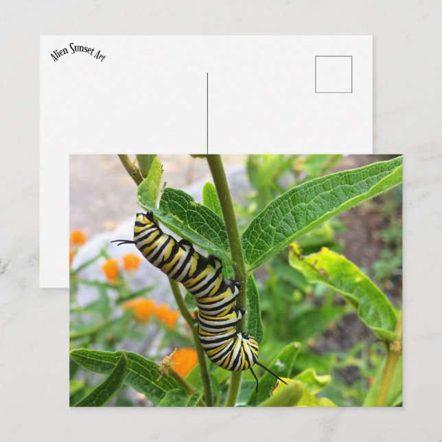 Monarchische Raupe Postkarte (Vorne/Hinten)