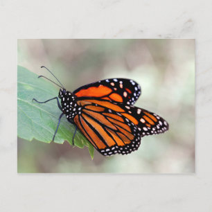 Monarchruhezeit Postkarte