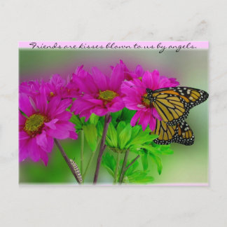 Monarchs and Daisies Postcard Postkarte