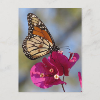 Monarchschmetterling auf Bougainvillea Blüte Postkarte