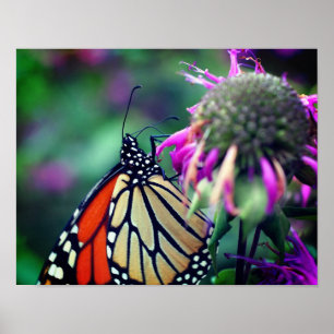 Monarchschmetterling auf der Blume Nah Poster