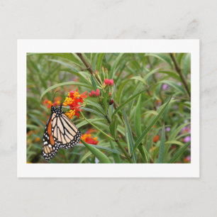 Monarchschmetterling auf der Pflanze der roten Blu Postkarte