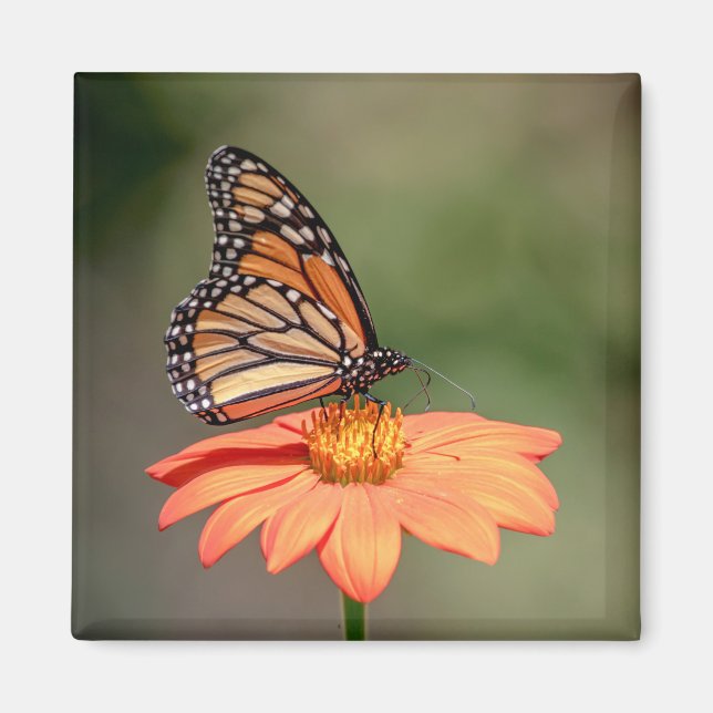Monarchschmetterling auf einer orangen Blume Magnet (Vorne)