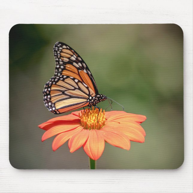 Monarchschmetterling auf einer orangen Blume Mousepad (Vorne)