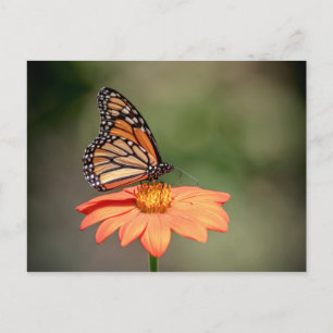 Monarchschmetterling auf einer orangen Blume Postkarte