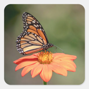 Monarchschmetterling auf einer orangen Blume Quadratischer Aufkleber